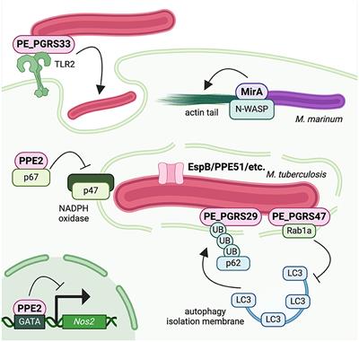 Mycobacterial PE/PPE proteins function as “personal protective equipment” against host defenses